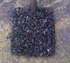 coal10.jpg